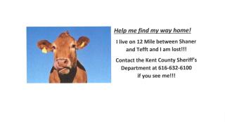lost cow